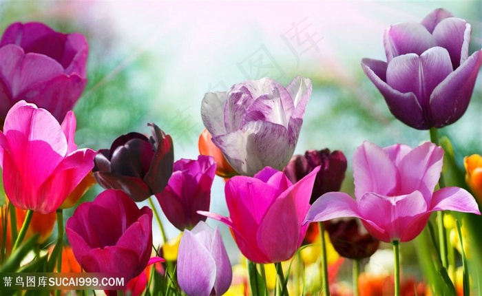 高清多彩郁金香花海图片