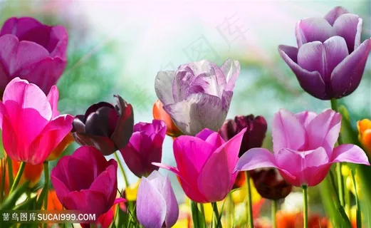 高清多彩郁金香花海图片 高清多彩郁金香花海图片