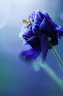 唯美蓝色鲜花图片 唯美蓝色鲜花图片