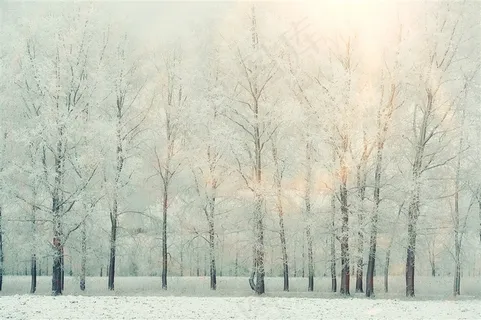 冬季的树林风景 冬季的树林风景