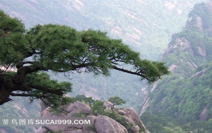 中国黄山迎客松素材图片