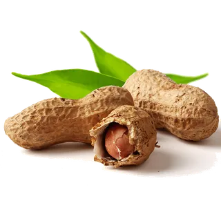 花生 (5)干果超市商品白底图免抠实物摄影png格式图片透明底