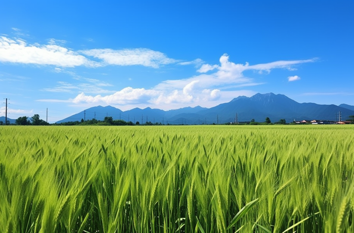 夏天绿色的小麦田蓝天摄影图(4080x2688)