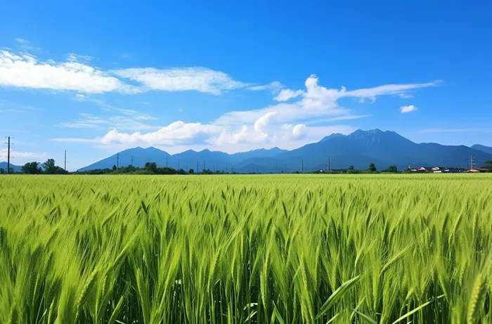 夏天绿色的小麦田蓝天摄影图(4080x2688)