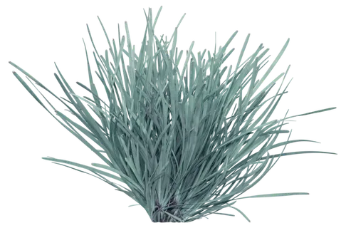 高清树木素材 免抠PSD植物素材 美术绘画园林贴图 树草灌木花草