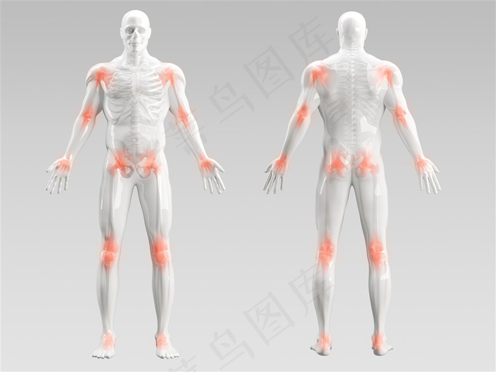 高清正反面人体结构图设计素材