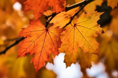 秋天金红的枫叶细节摄影图 秋天金红的枫叶细节摄影图