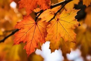 秋天金红的枫叶细节摄影图