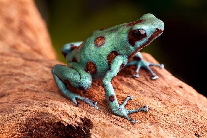 丛林中的彩色青蛙图片