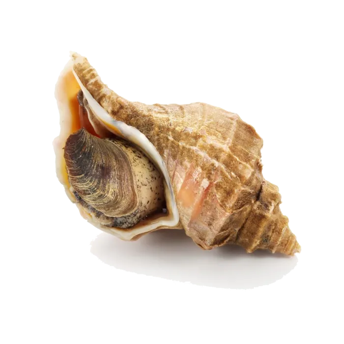 螺贝类带壳类(59)海鲜超市商品红酒白底图免抠实物摄影png格式图片透明底