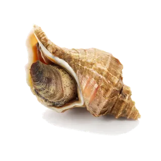 螺贝类带壳类(59)海鲜超市商品红酒白底图免抠实物摄影png格式图片透明底