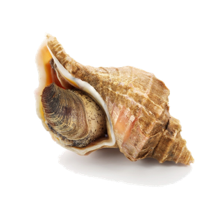 螺贝类带壳类(59)海鲜超市商品红酒白底图免抠实物摄影png格式图片透明底