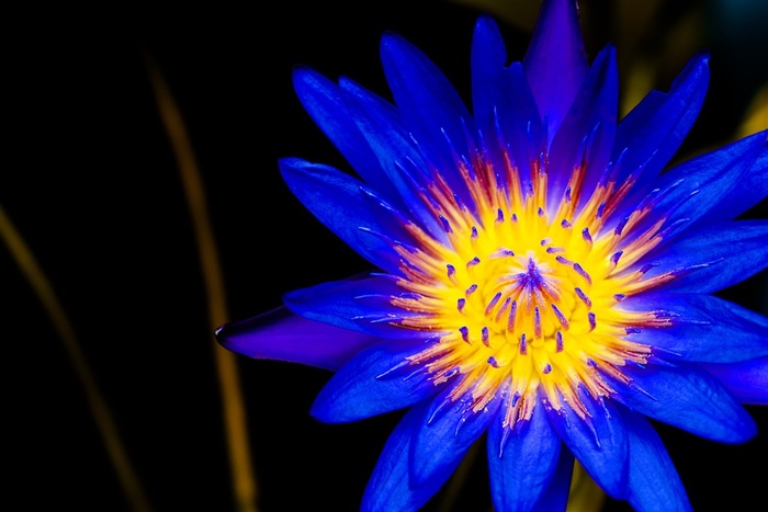 唯美蓝色睡莲图片