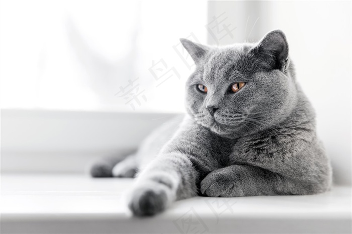 温柔的波斯猫咪图片唯美萌宠
