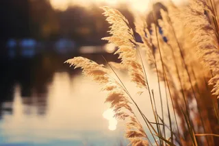 秋天夕阳下芦苇毛絮湖边摄影图