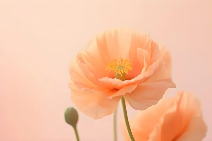 鲜花粉色唯美意境摄影(3600x2400)