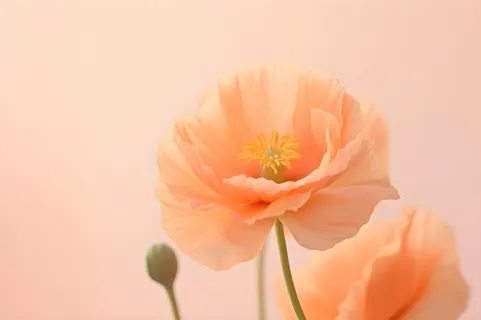 鲜花粉色唯美意境摄影