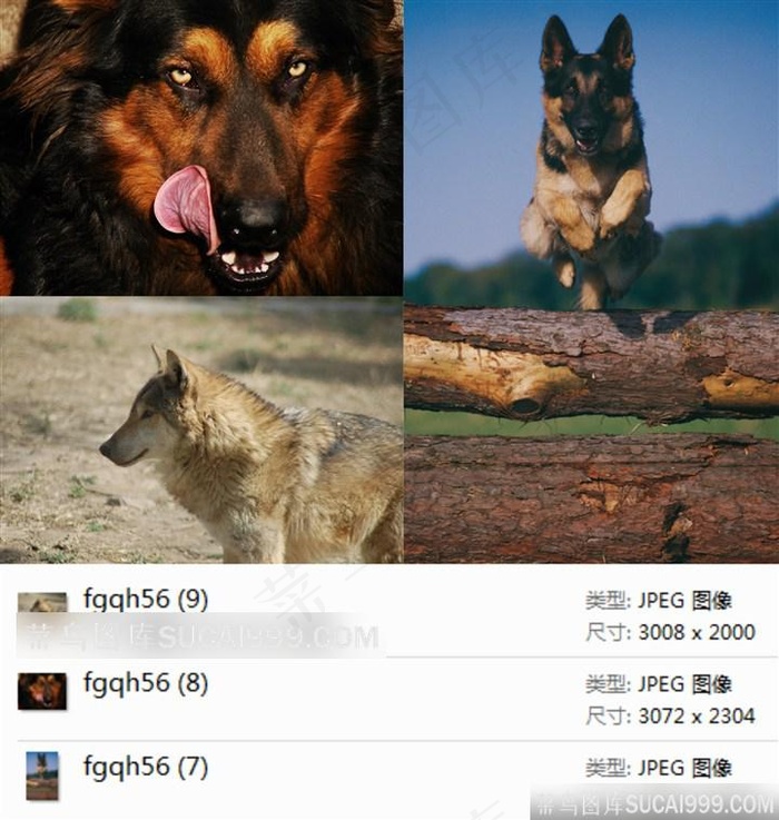 军犬高清摄影素材