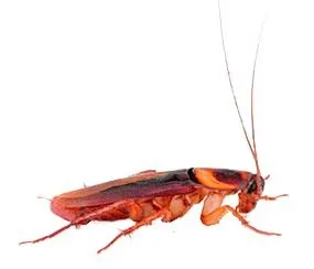 蟑螂 PNG免抠(285x244)