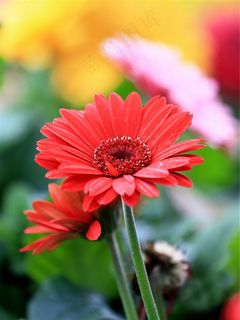 靓丽的非洲菊花卉写真大图 靓丽的非洲菊花卉写真大图
