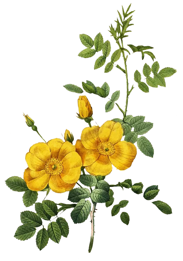 复古手绘植物花卉玫瑰花PNG免扣图案高清图片PS设计素材图