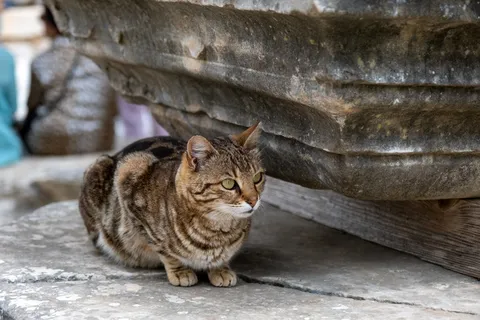 可爱猫咪猫猫摄影素材