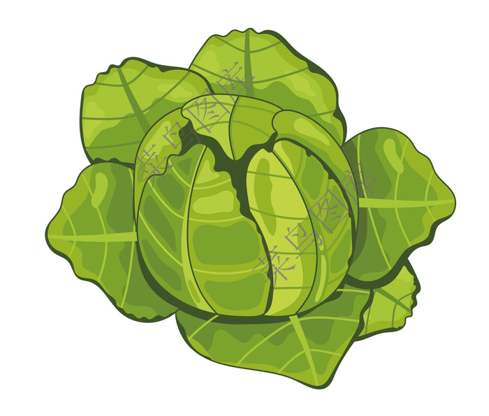 包菜矢量图ai矢量模版下载