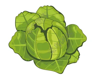 包菜矢量图