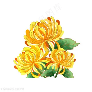 中式中国风二十四节气重阳节菊花