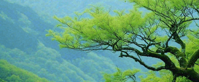 悬崖高山意境云层绿树树木特写(1712x704)