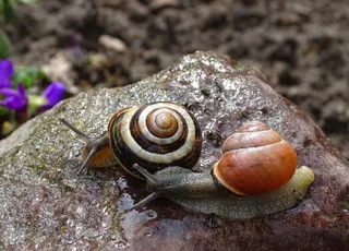 两只蜗牛爬行图片