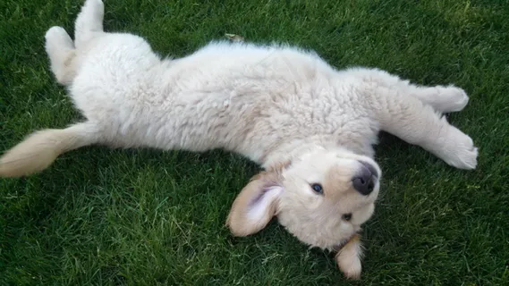 白色金毛犬图片 白色金毛犬图片