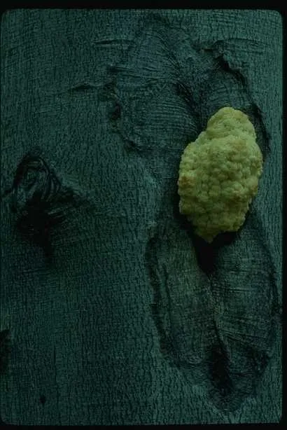 蘑菇图片