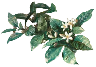 复古油画质感宫廷花卉植物花朵鲜花拼贴图案PNG免抠图片设计素材