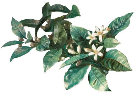 复古油画质感宫廷花卉植物花朵鲜花拼贴图案PNG免抠图片设计素材 复古油画质感宫廷花卉植物花朵鲜花拼贴图案PNG免抠图片设计素材
