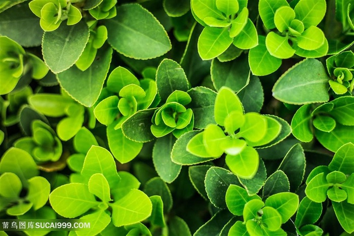 春天树叶绿色植物