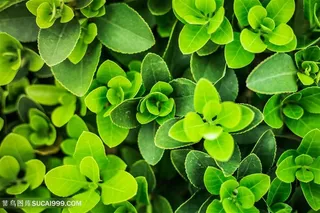 春天树叶绿色植物