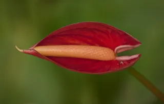 娇艳红掌花图片