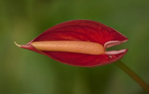 娇艳红掌花图片 娇艳红掌花图片