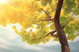 银杏叶绿色阳光背景