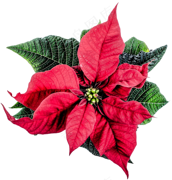 孤立, 一品红, 冬天, 装饰风格, 来临, 历史的孤立 