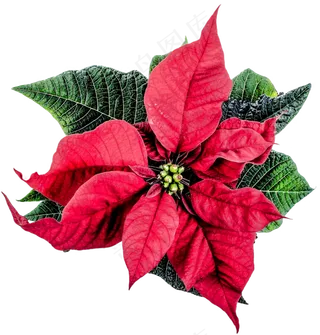 孤立, 一品红, 冬天, 装饰风格, 来临, 历史的孤立 