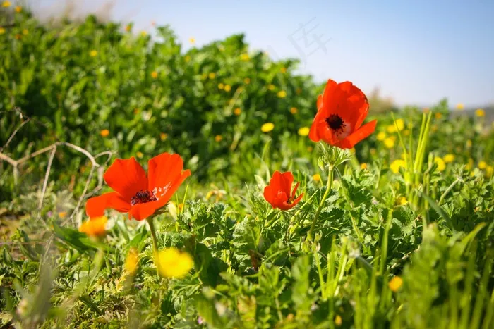 野生罂粟花图片