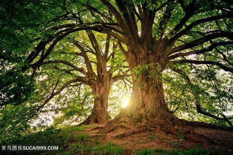 两颗大树夕阳下树林图片素材
