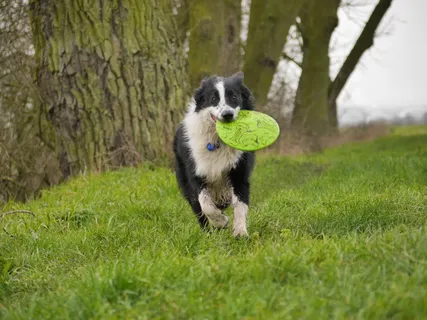 边境牧羊犬图片 边境牧羊犬图片