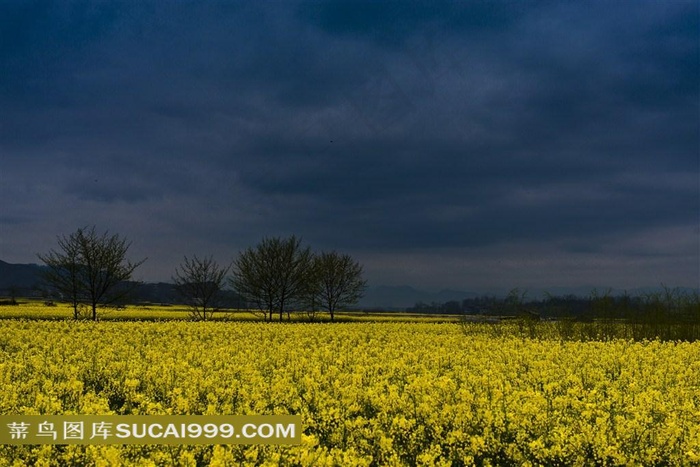 天空树木油菜花风景