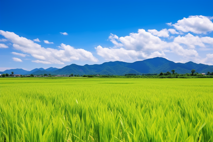 种植农田里的大片稻苗水田摄影图(4032x2688)