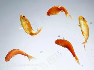 跳跃的鱼特写素材