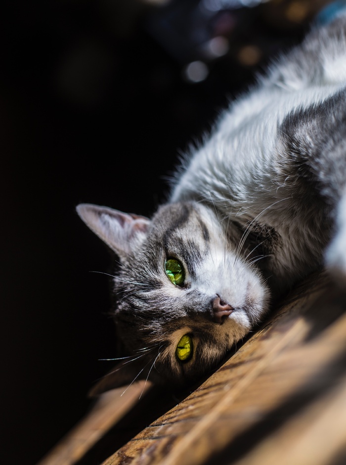 可爱猫咪猫猫摄影素材