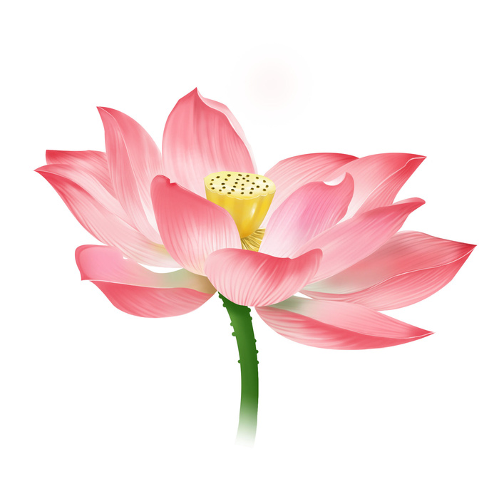 国潮中国风手绘荷花莲花荷叶莲藕植物花卉装饰插画PSD设计素材psd模版下载